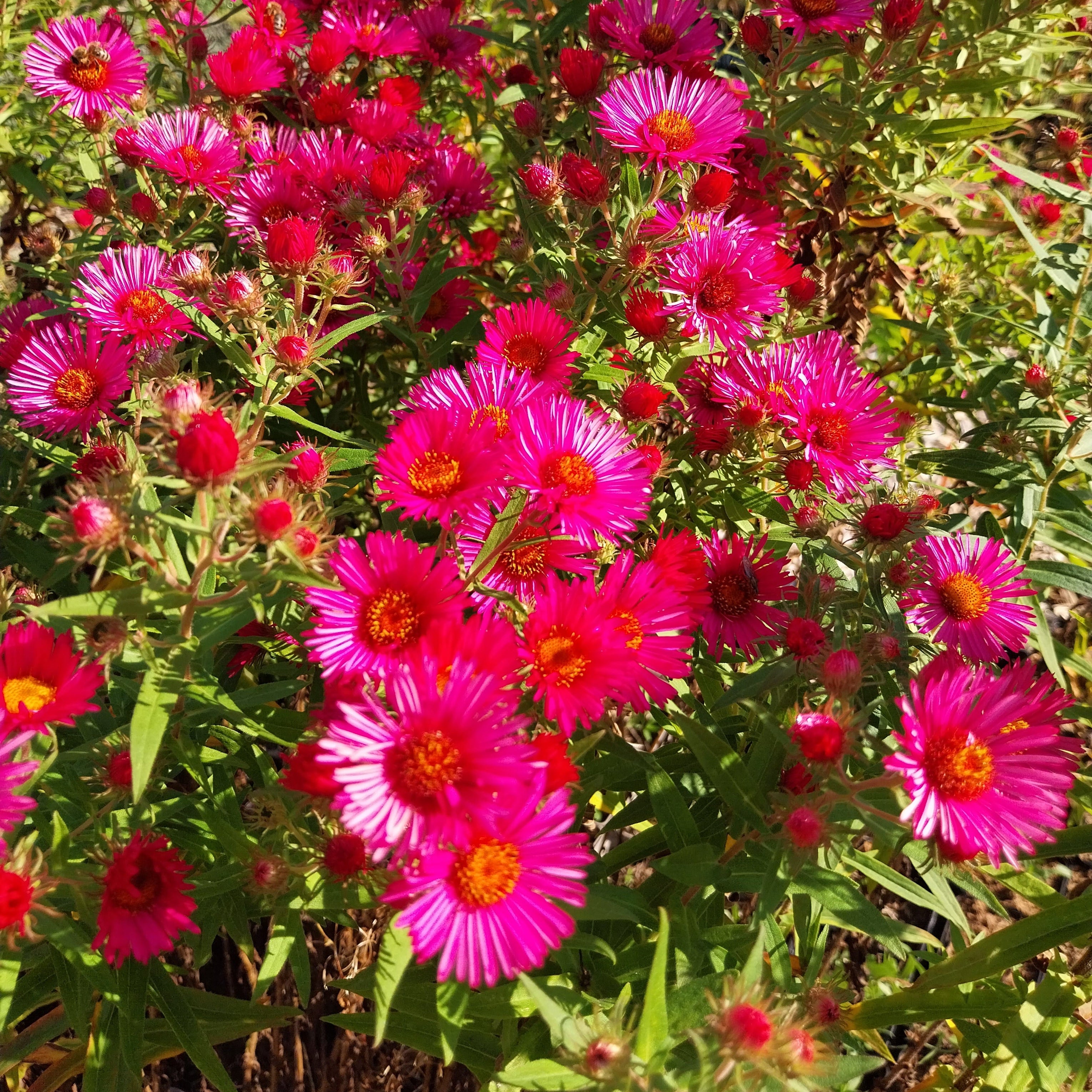 Aster novae-angliae 'Alma Pötschke'