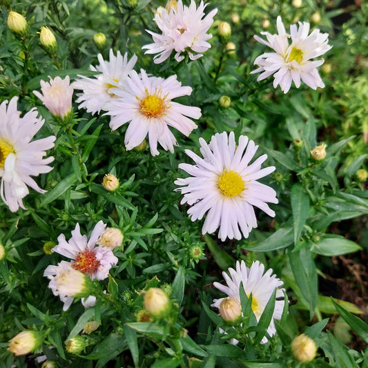 Aster novi-belgii 'Schneeberg' Glattblatt-Aster