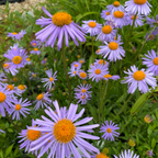 Aster tongolensis ‘Wartburgstern’ – Frühsommer-Aster in Blüte