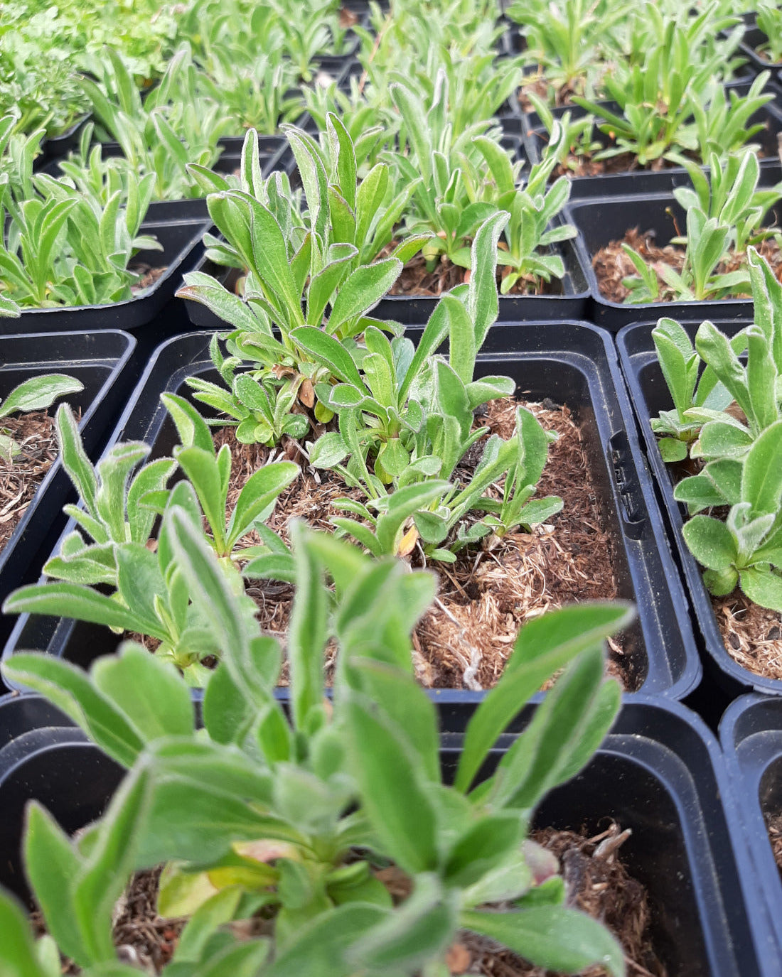 Aster alpinus 'Dunkle Schöne' Niedrige Aster im Topf