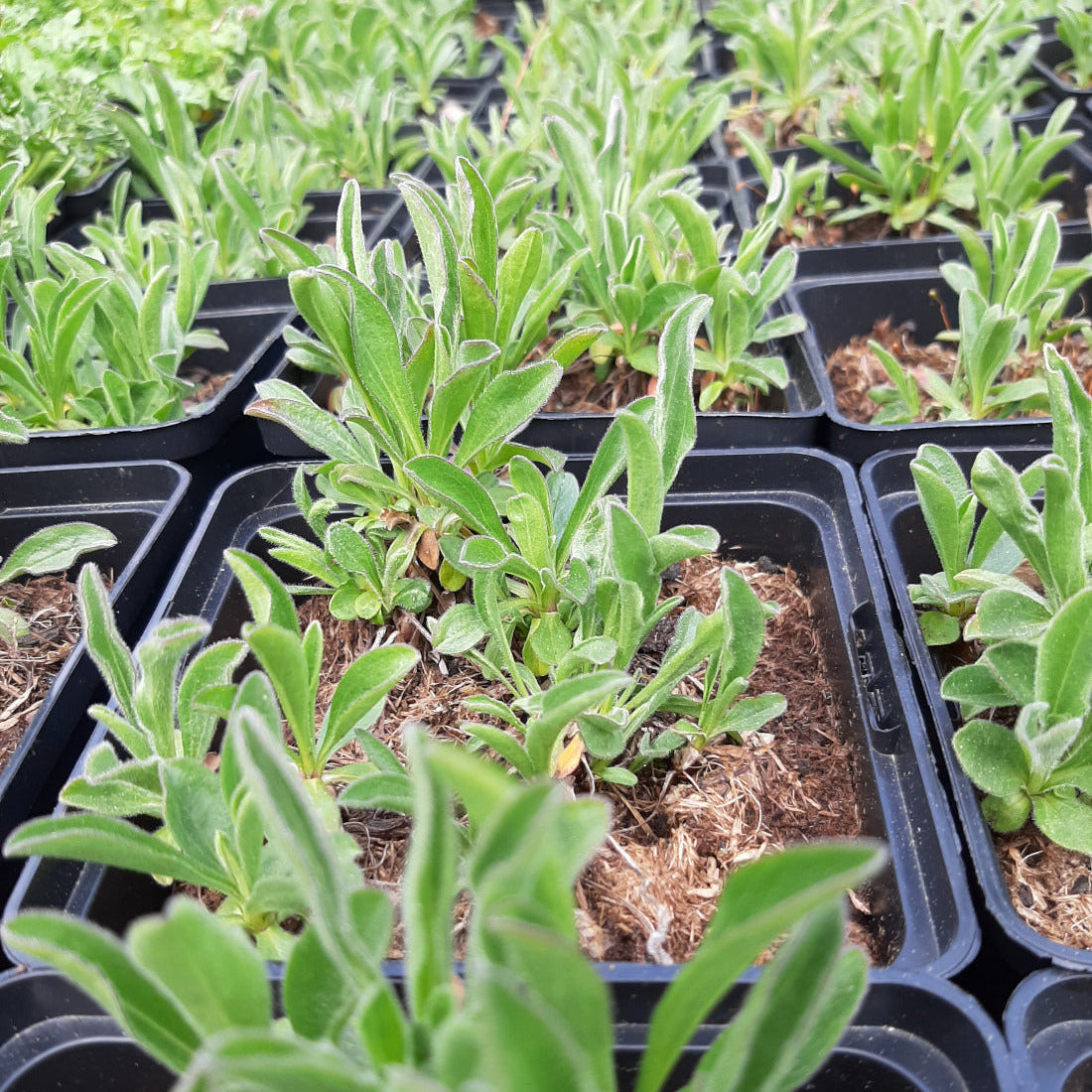 Aster alpinus 'Dunkle Schöne' Niedrige Aster im Topf