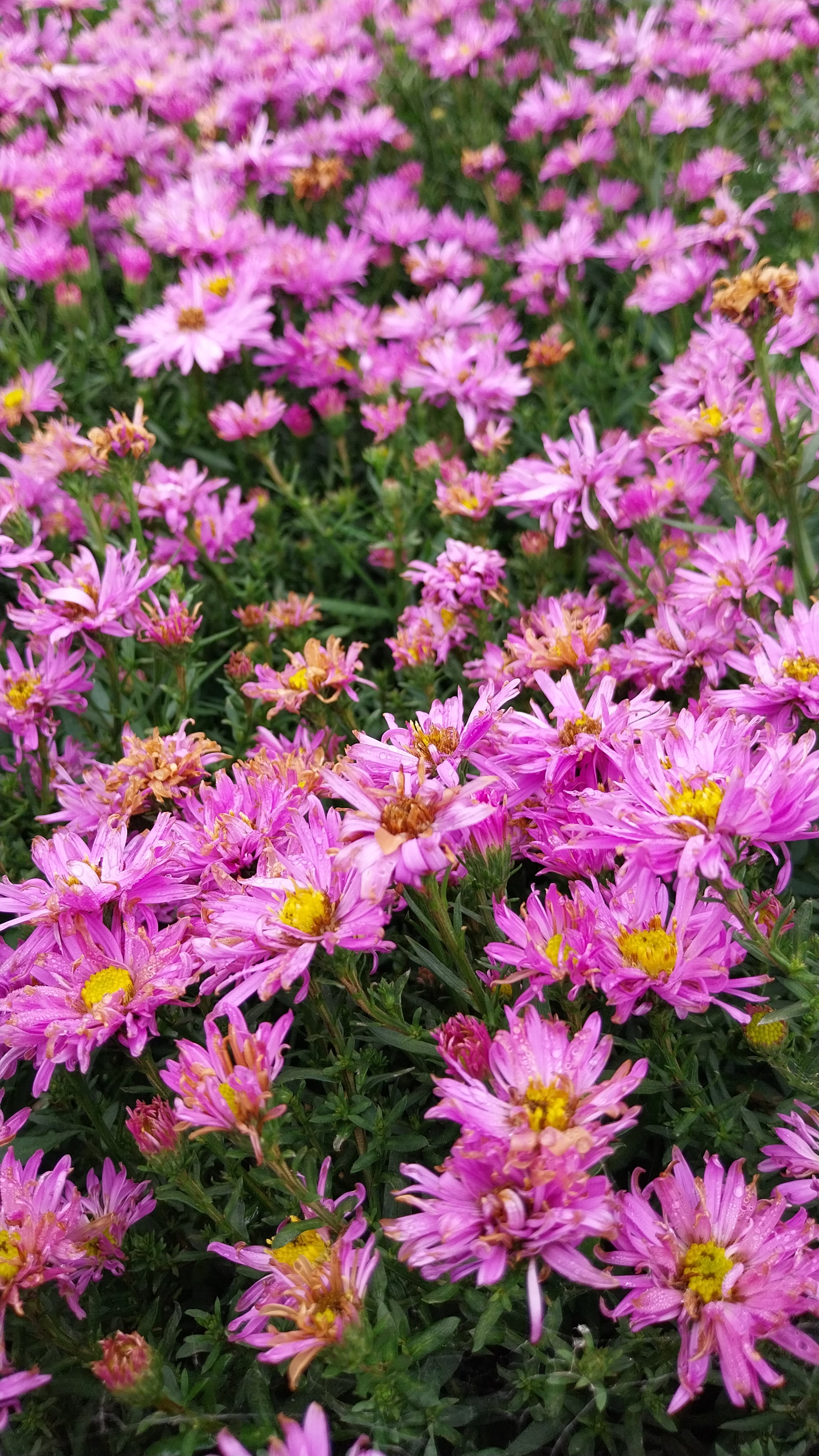 Astern rosa Blüte 