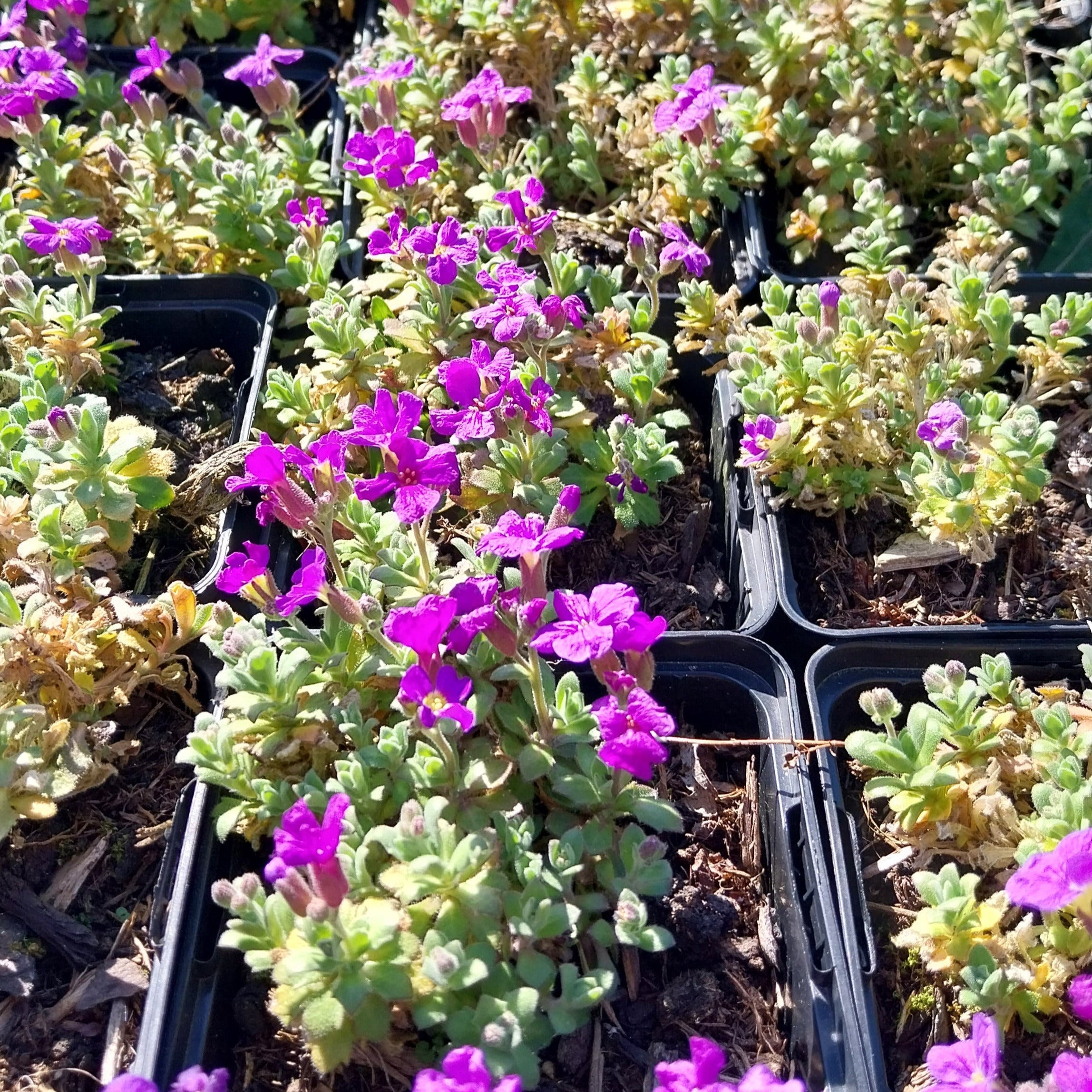 Aubrieta × cultorum 'Audrey Blue Shades ' Blaukissen