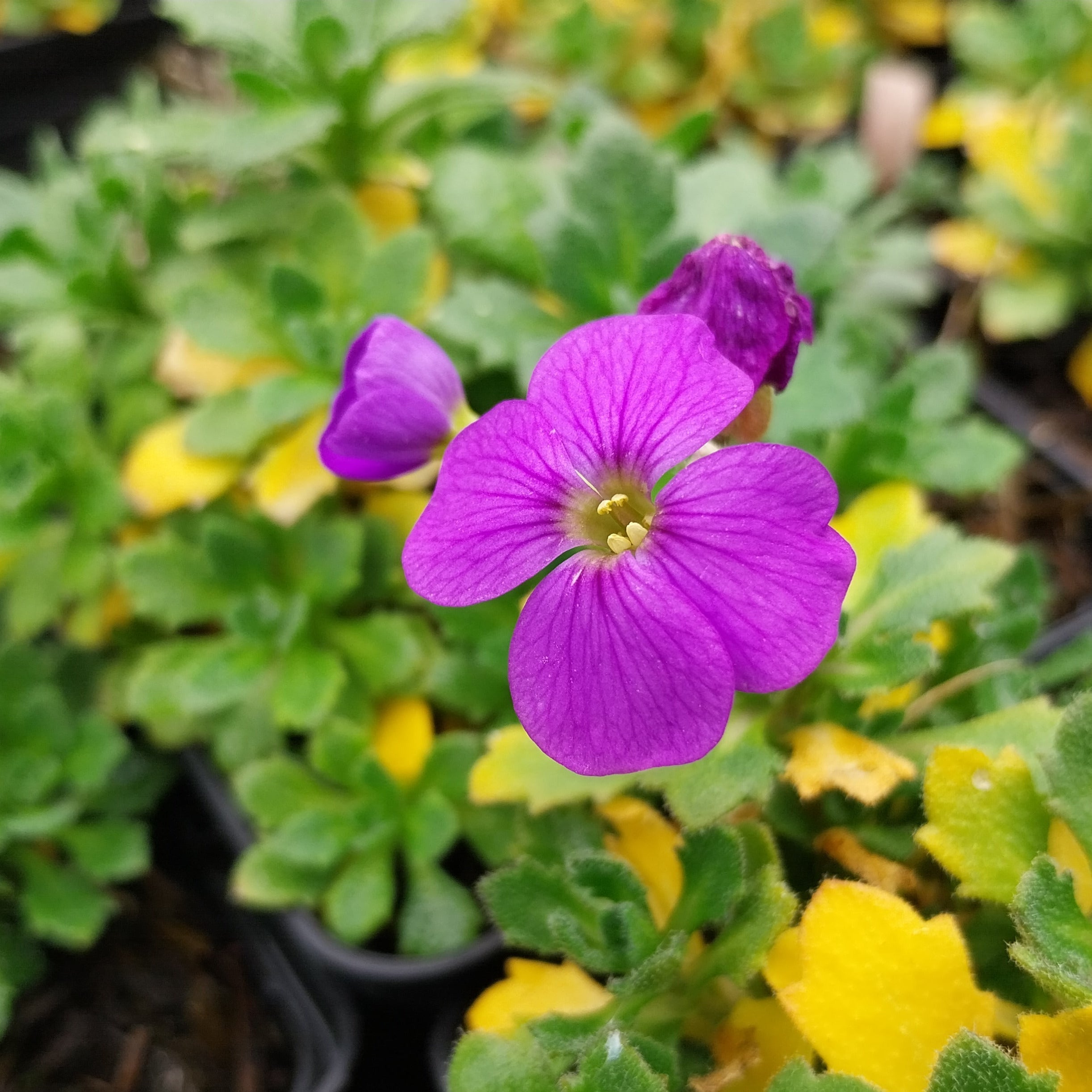 Aubrieta × cultorum 'Audrey Blue Shades ' Blaukissen Blüte