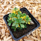 Aubrieta × cultorum 'Audrey Blue Shades ' Blaukissen im Topf