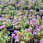 Aubrieta × cultorum 'Audrey Sky Blue' Blaukissen