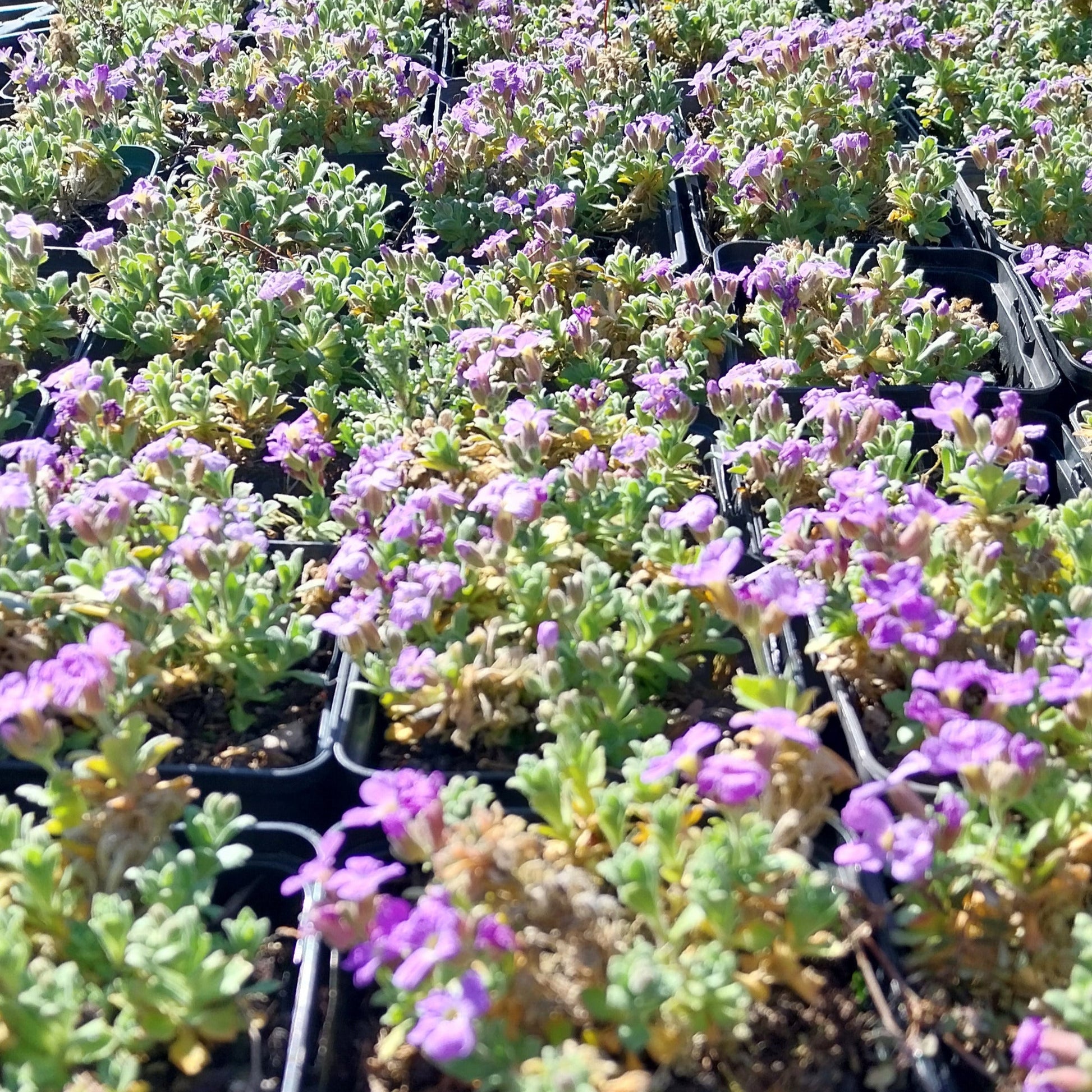 Aubrieta × cultorum 'Audrey Sky Blue' Blaukissen