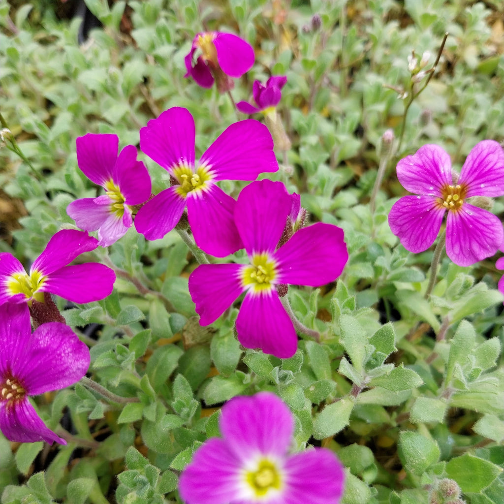 Aubrieta x cultorum 'Red Carpet' Blaukissen Blüten