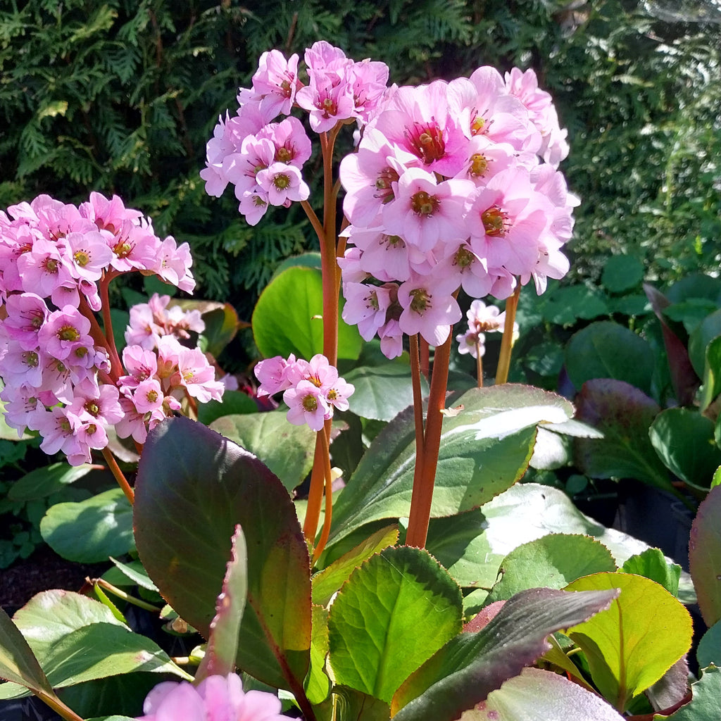 Bergenia cordifolia 'Biedermeier' in Blüte 