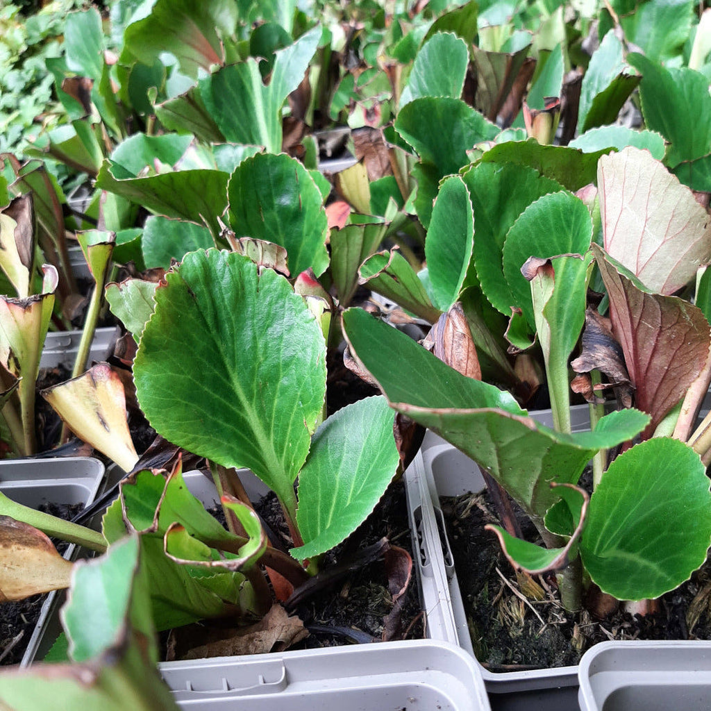 Bergenia cordifolia 'Biedermeier' im Topf