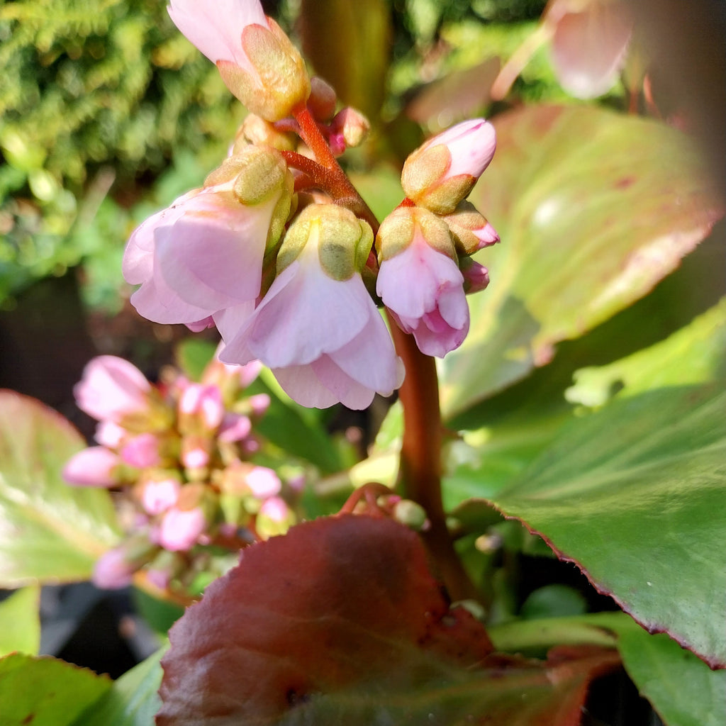 Bergenia cordifolia 'David' Blüute