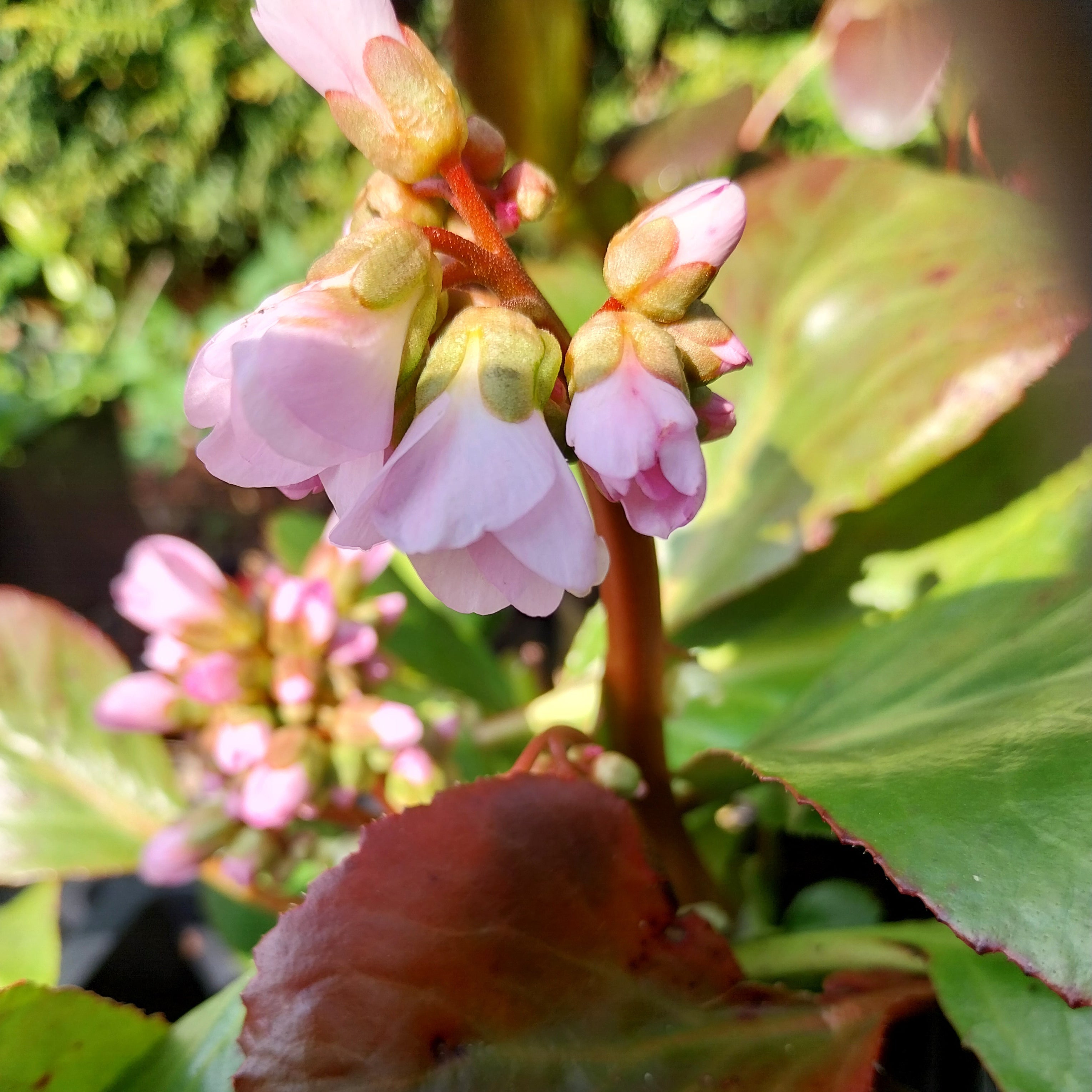 Bergenia cordifolia 'David' Blüute