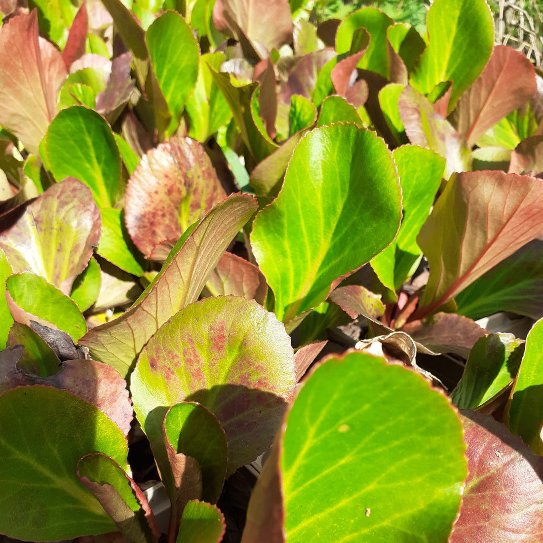 Bergenia cordifolia 'David' Bergenie, Riesensteinbrech Blatt