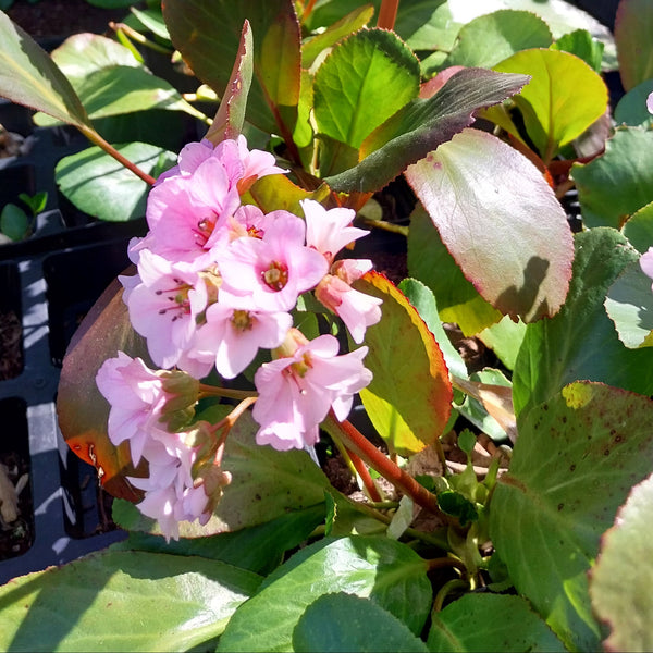 Bergenia cordifolia 'Rosa Zeiten' Blüte
