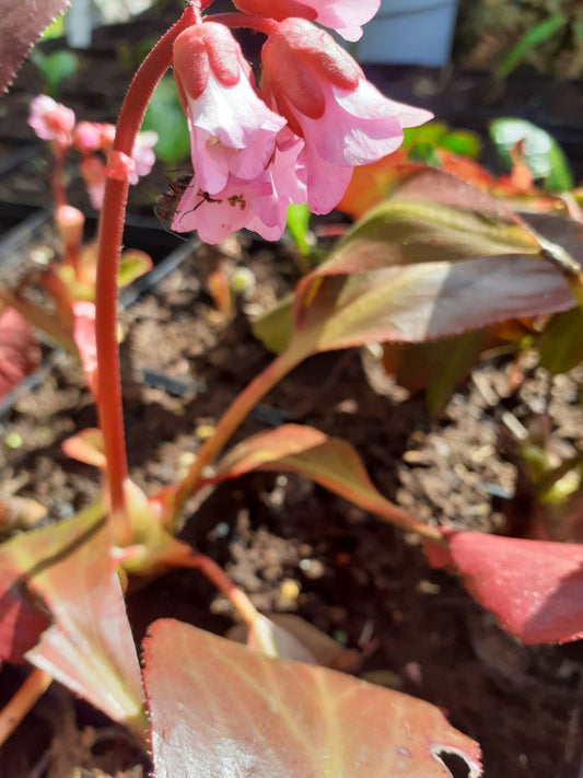 Bergenia cordifolia 'Rosa Zeiten' Bergenie in Blüte