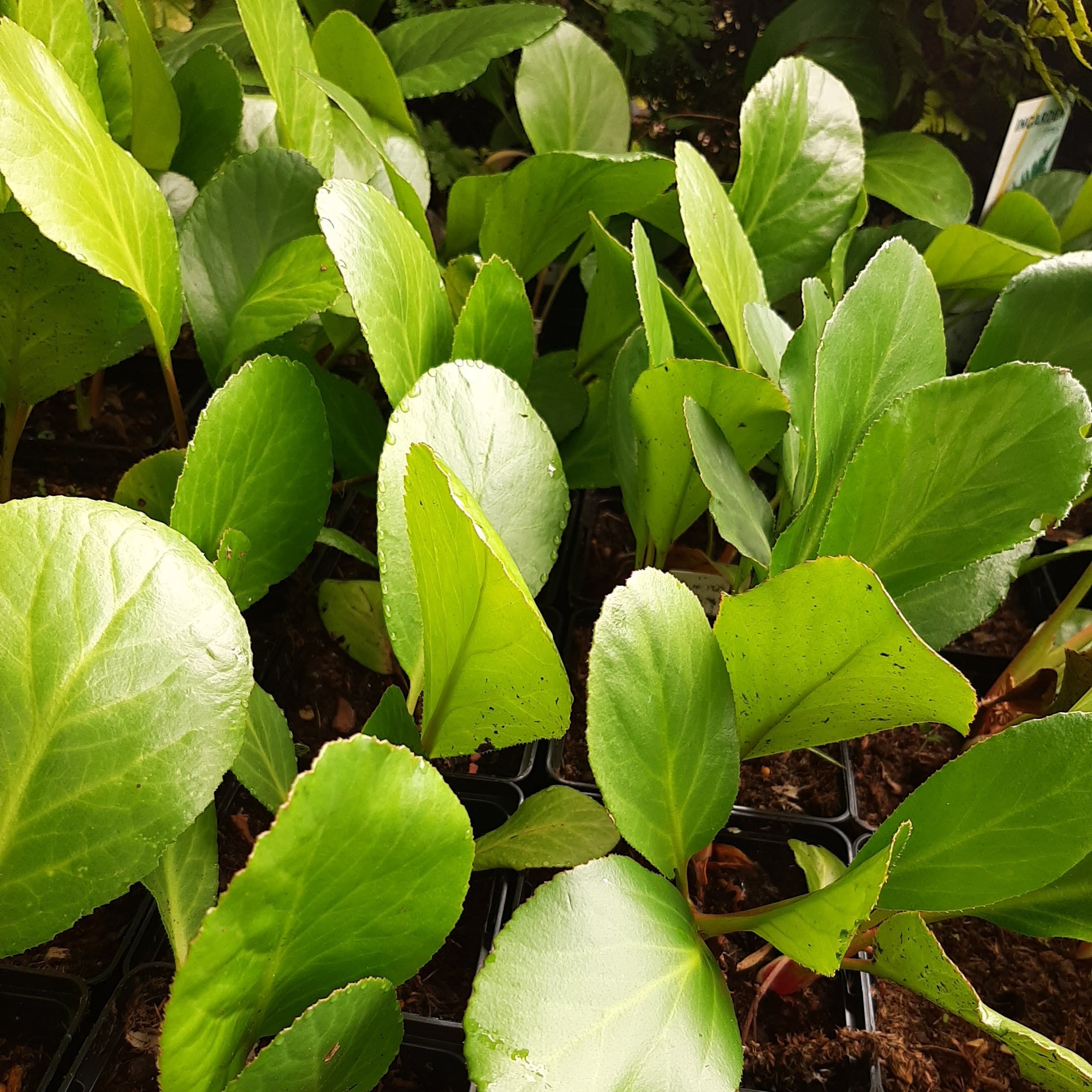 Bergenia cordifolia 'Rosa Zeiten' Bergenie