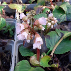 Bergenia cordifolia 'Schneekönigin' Bergenie, Riesensteinbrech in Blüte