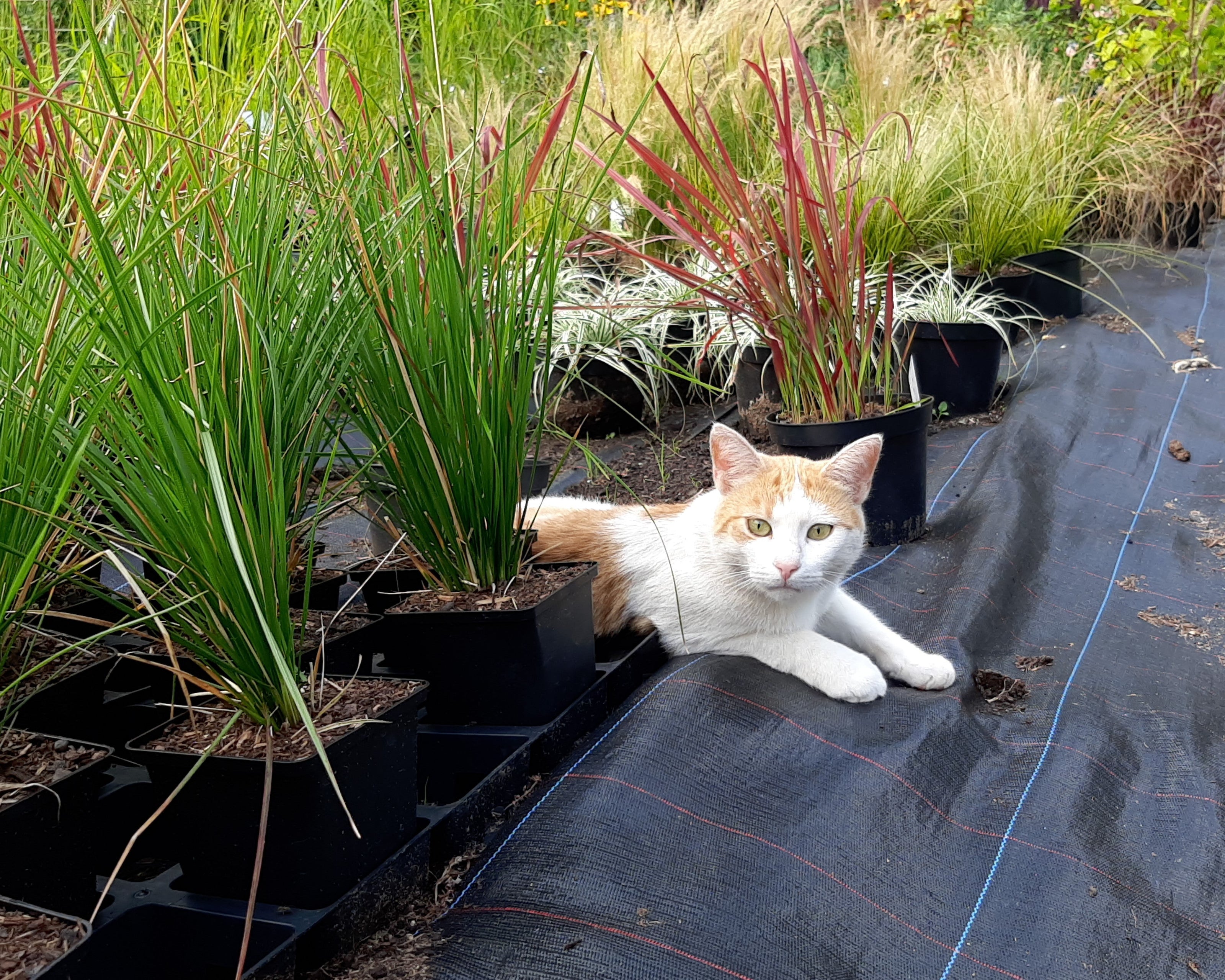 Katze in der Staudengärtnerei