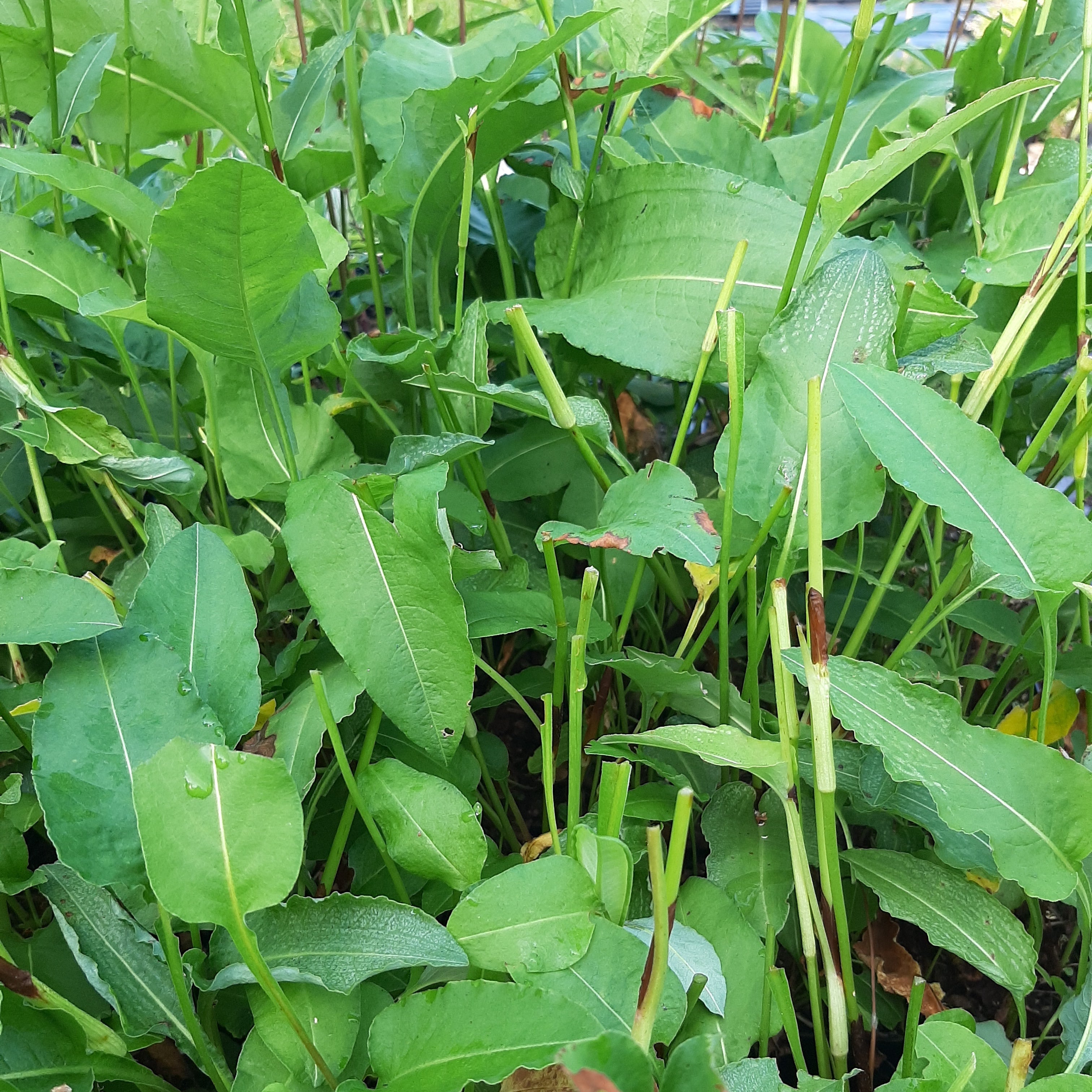 Bistorta officinalis ‘Superba’ Laub