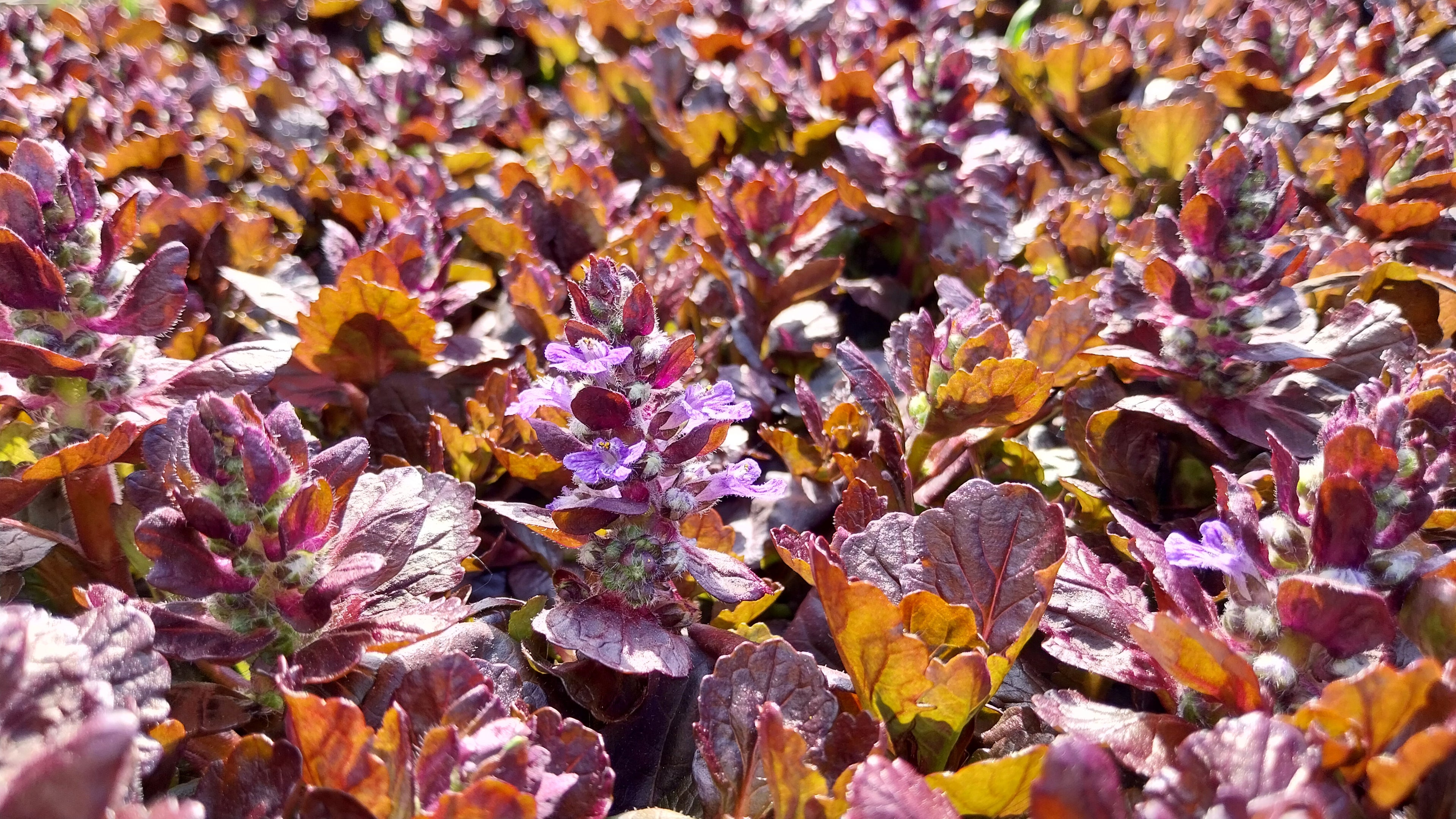 Bodendecker mit Blüte  Black Scallop