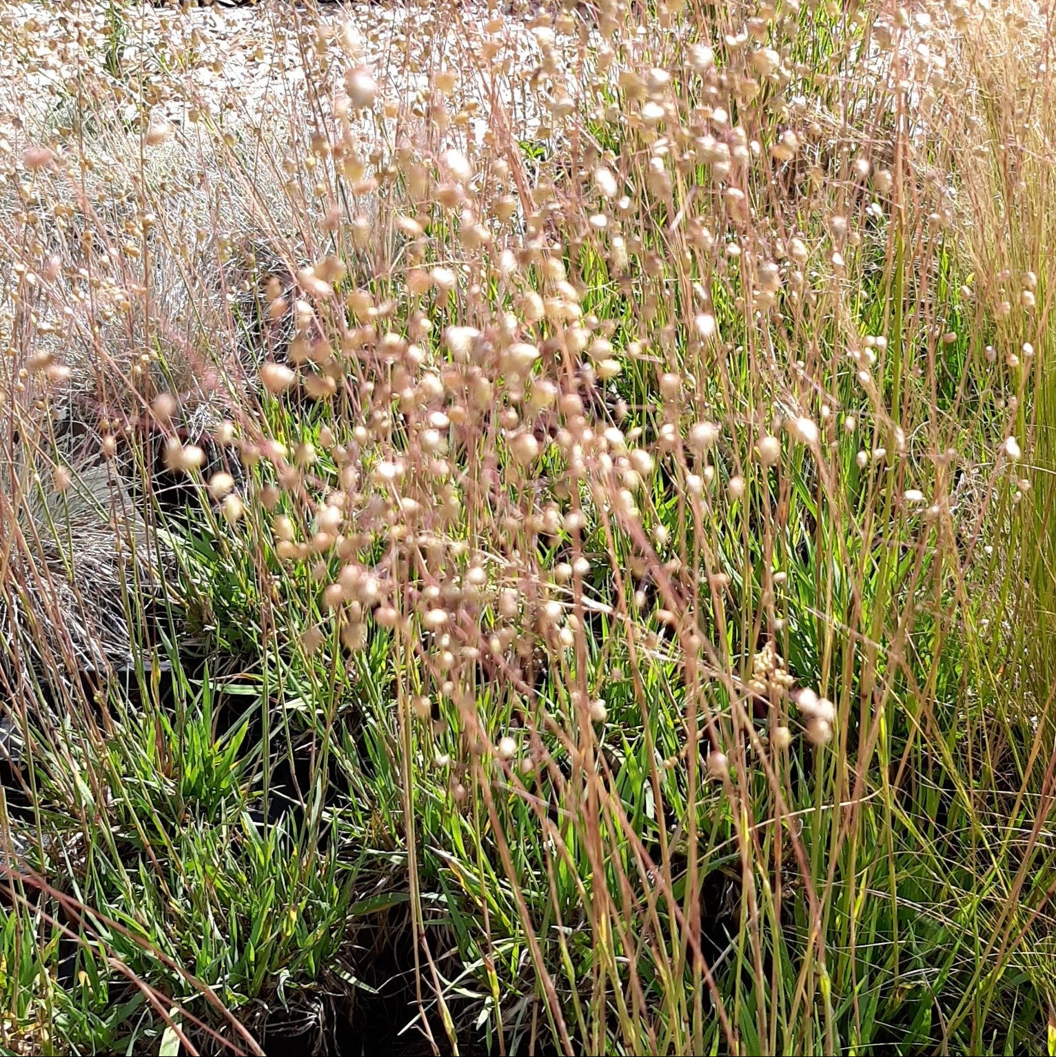 Briza media ‘Limouzi’ – Zittergras