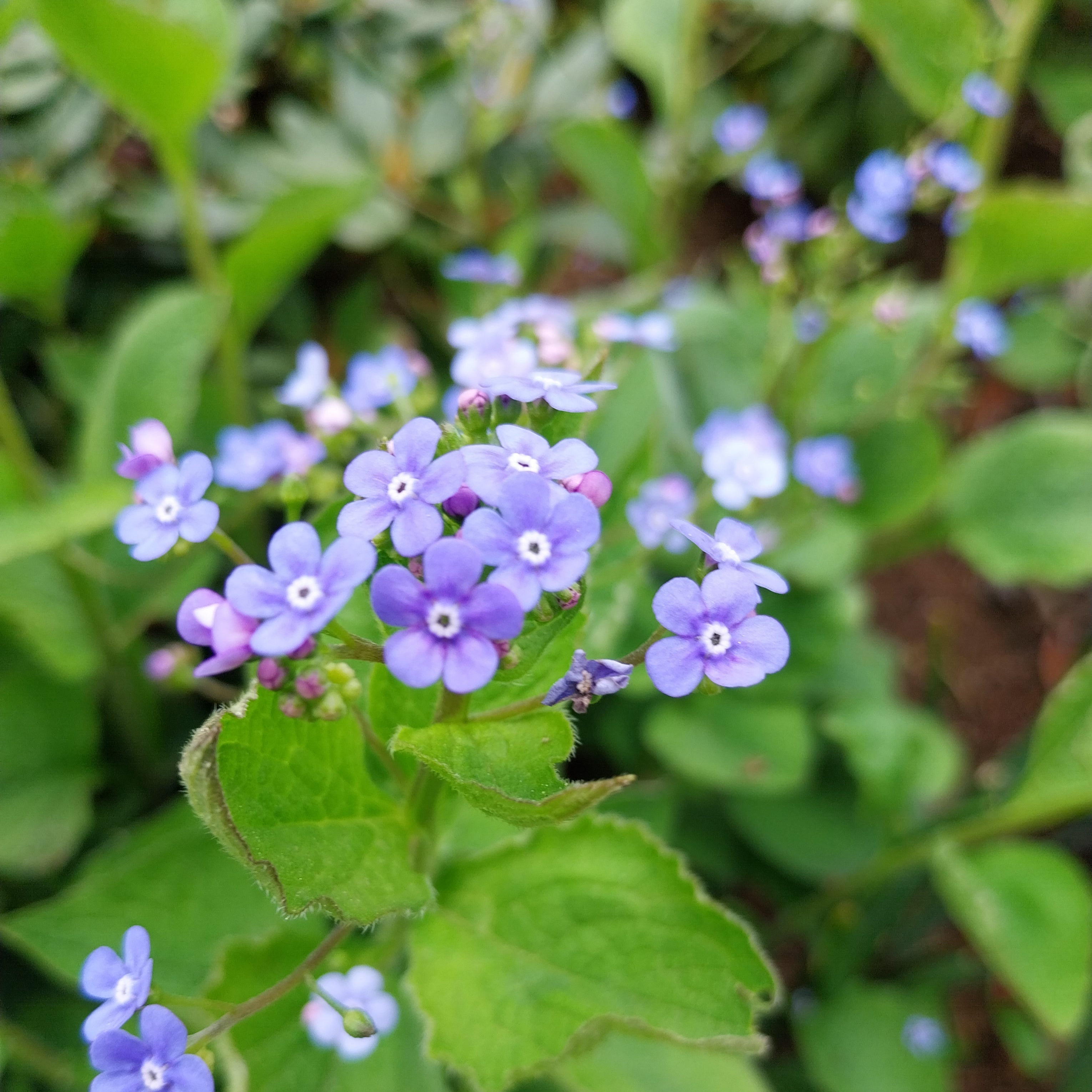 Brunnera macrophylla Großblättriges Kaukasusvergissmeinnicht in Blüte