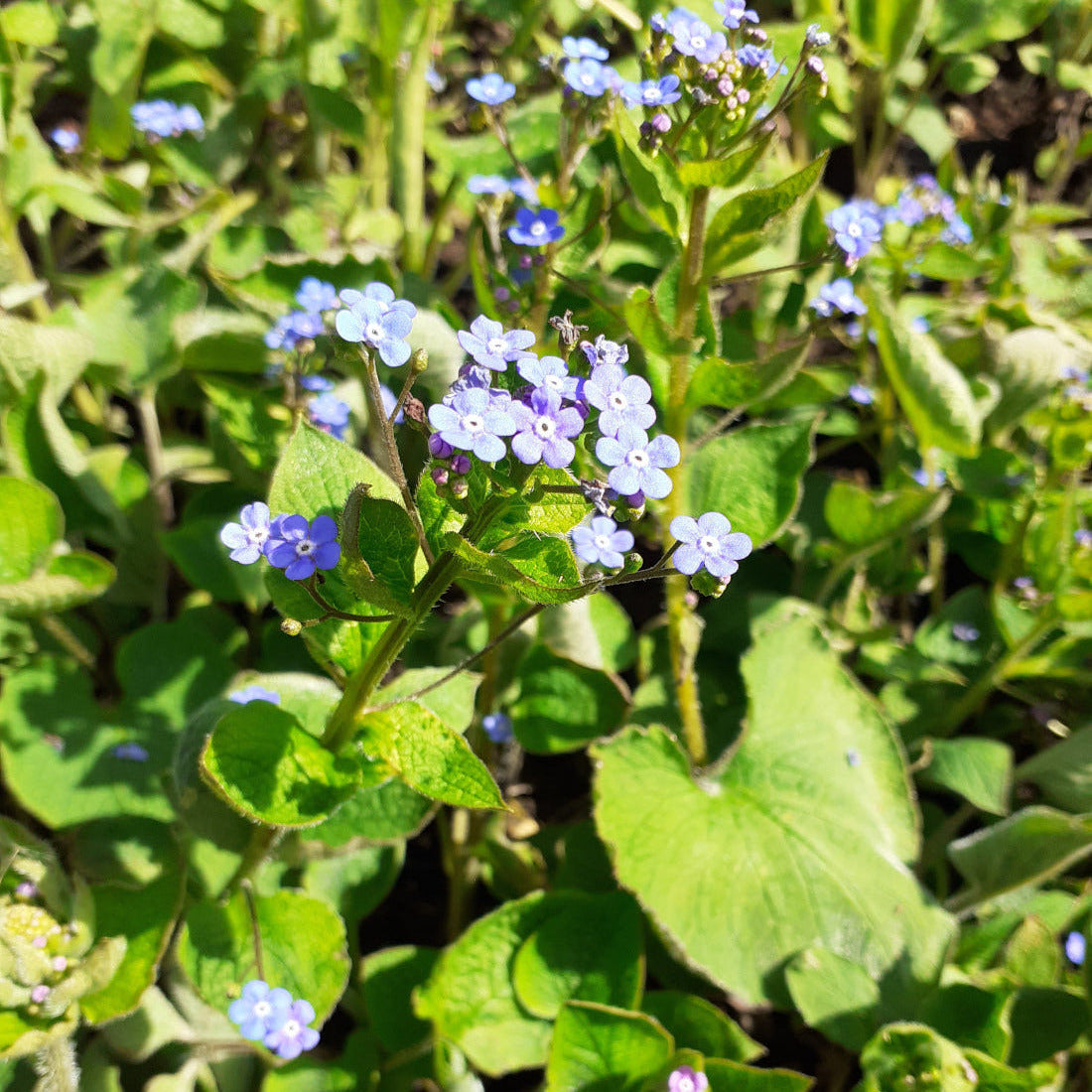 Brunnera macrophylla Großblättriges Kaukasusvergissmeinnicht