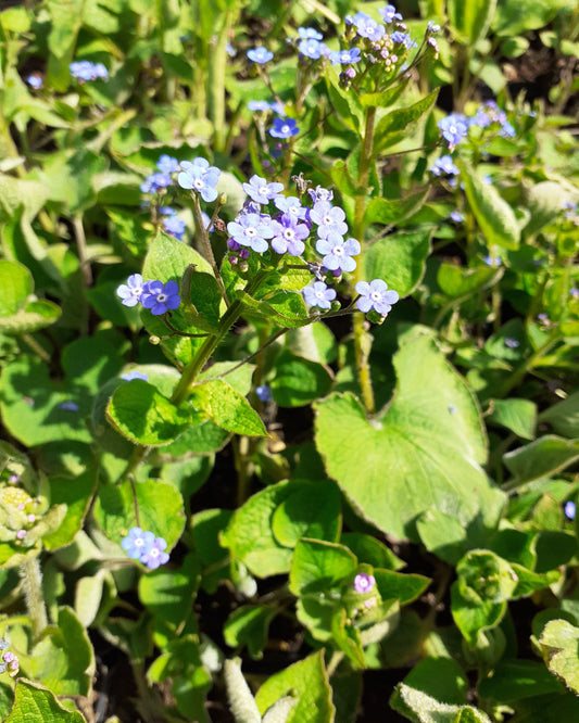 Brunnera macrophylla Großblättriges Kaukasusvergissmeinnicht