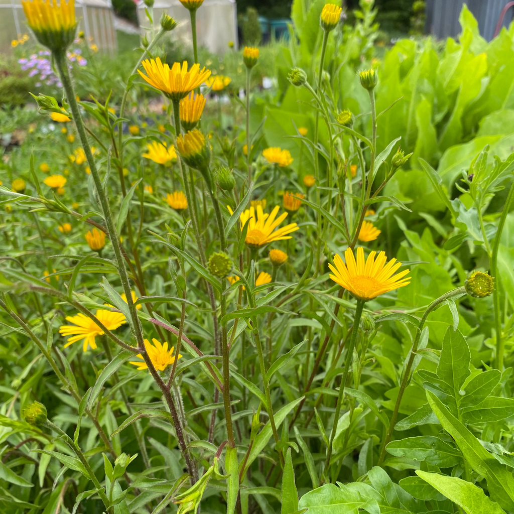 Buphthalmum salicifolium Ochsenauge