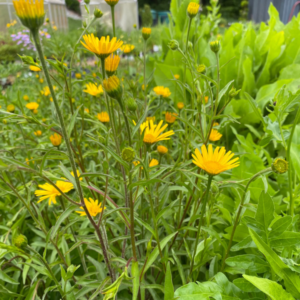 Buphthalmum salicifolium Ochsenauge