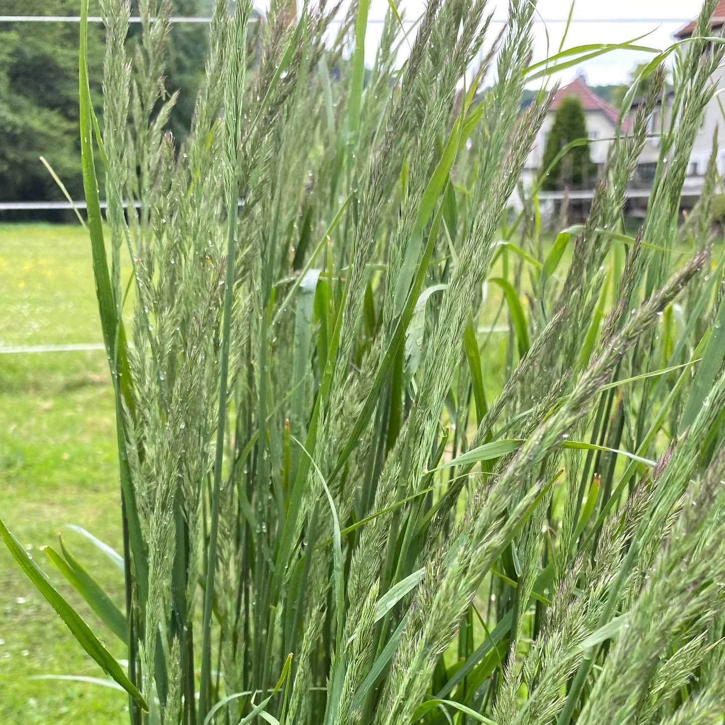 Calamagrostis × acutiflora 'Karl Foerster' Reitgras, Sandrohr