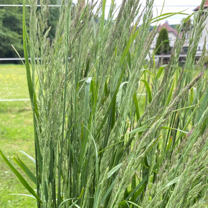 Calamagrostis × acutiflora 'Karl Foerster' Reitgras, Sandrohr