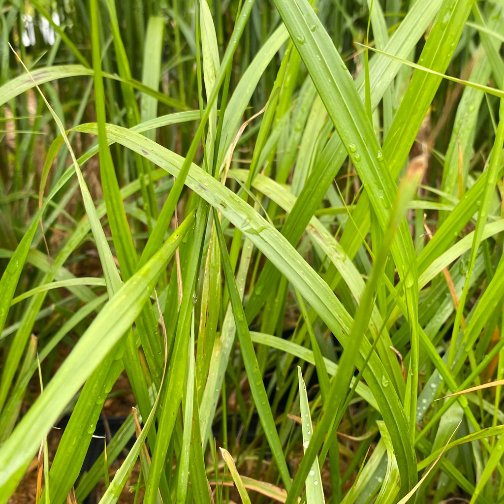 Calamagrostis brachytricha-Diamant-Reitgras
