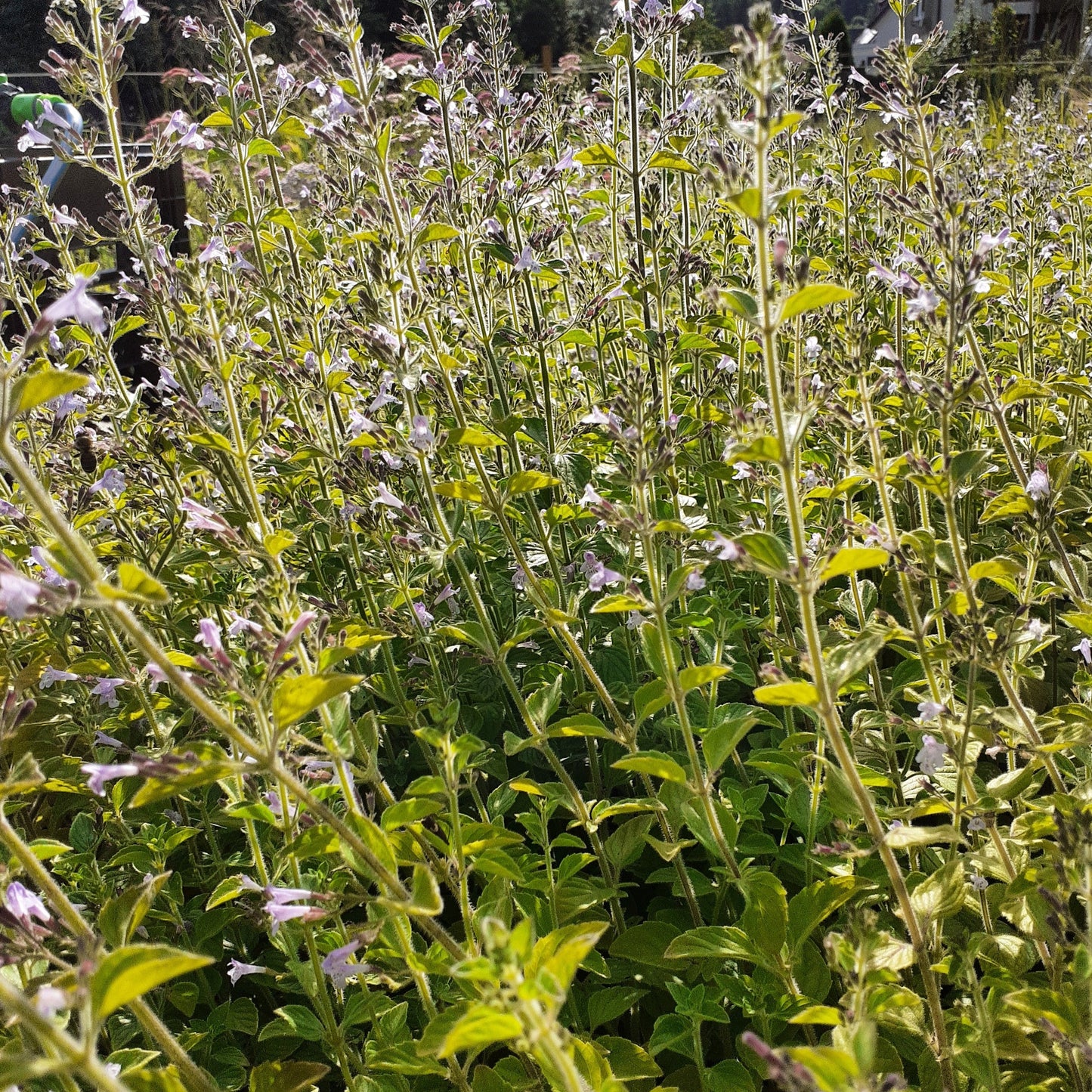 Calamintha nepeta 'Blue Cloud Strain' Kleinblütige Bergminze