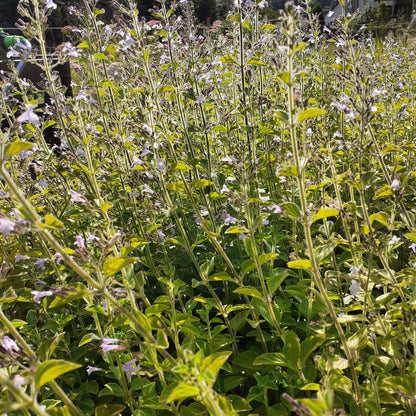 Calamintha nepeta 'Blue Cloud Strain' Kleinblütige Bergminze