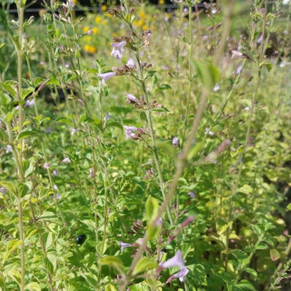 Calamintha nepeta Kleinblütige Bergminze