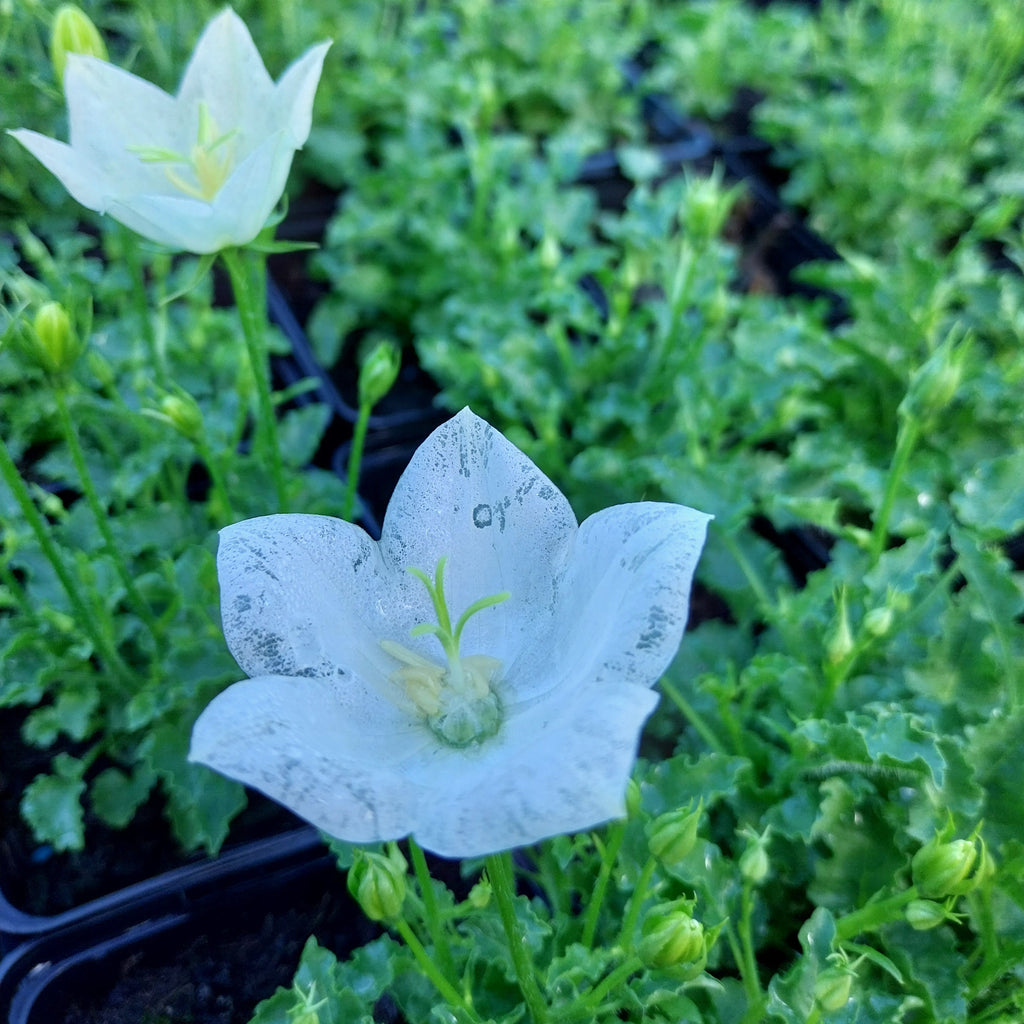 Campanula carpatica ‘Pearl White’ Blüte
