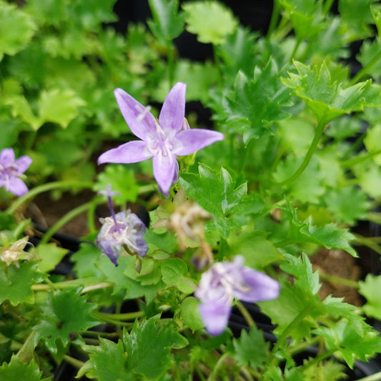 Campanula garganica Sternpolster-Glockenblume