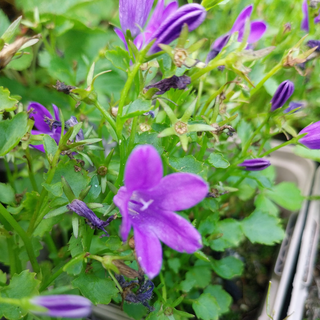 Campanula poscharskyana Blüte