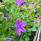 Campanula poscharskyana Blüte