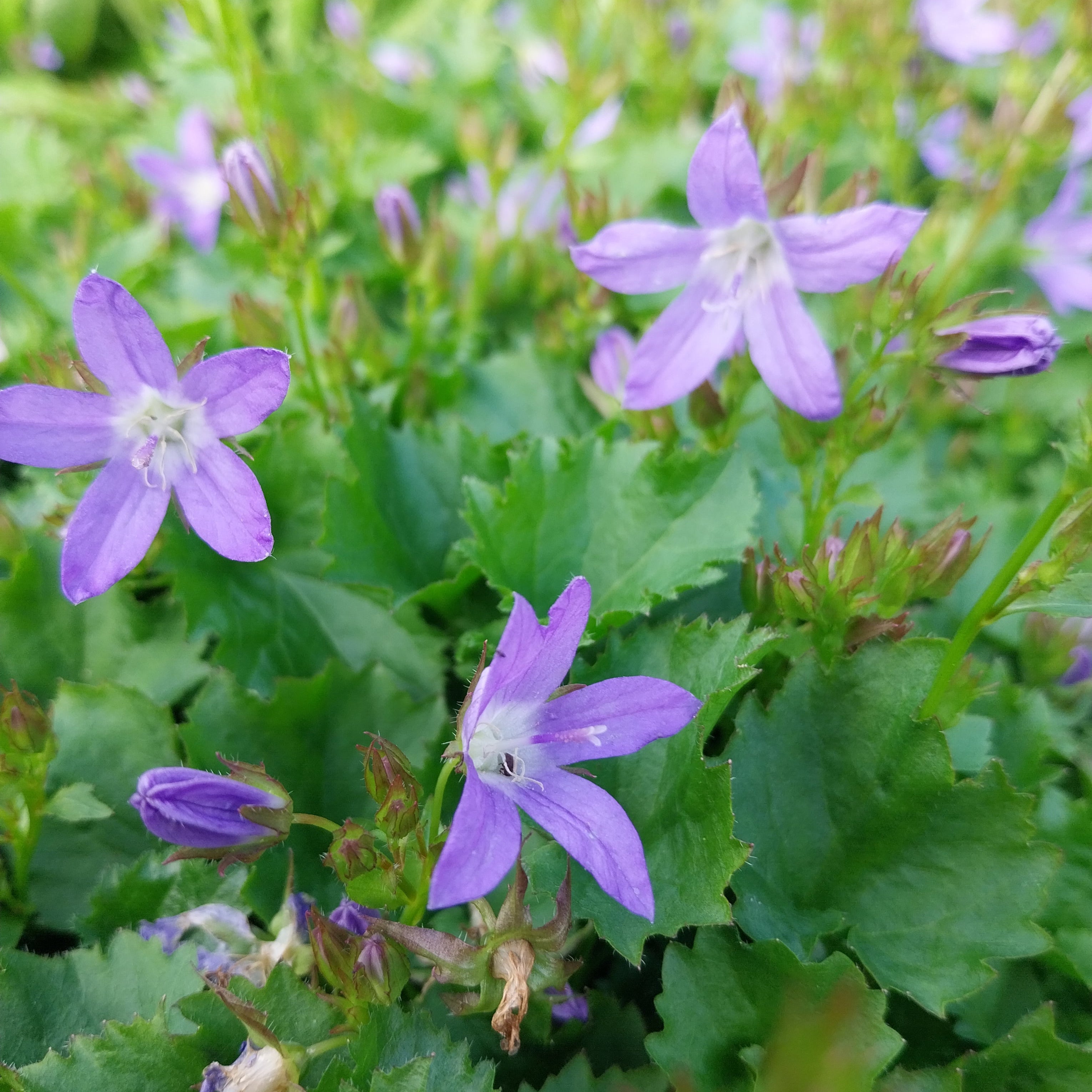 Campanula poscharskyana ‘Frühlingszauber’ – Hängepolster-Glockenblume Blüte