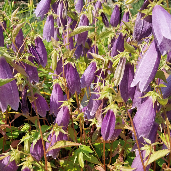 Gefleckte Glockenblume ‘Moorgeist’