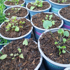 Rundblättrige Glockenblume 