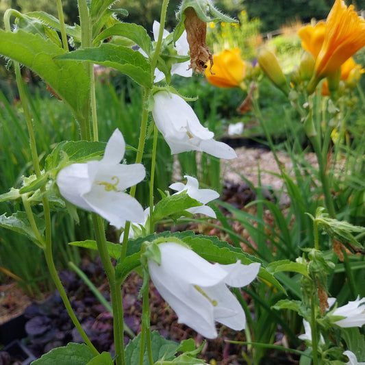 Campanula trachelium Nesselblättrige Glockenblume
