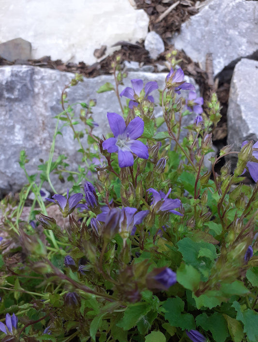 Campanula poscharskyana Frühlingszauber Hängepolster-Glockenblume