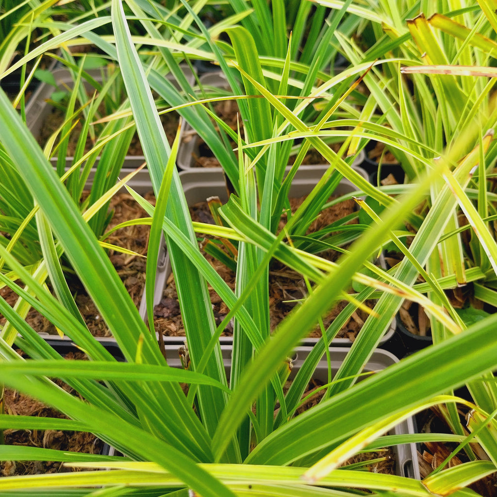 Carex morrowii ‘Variegata’