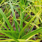 Carex morrowii ‘Variegata’