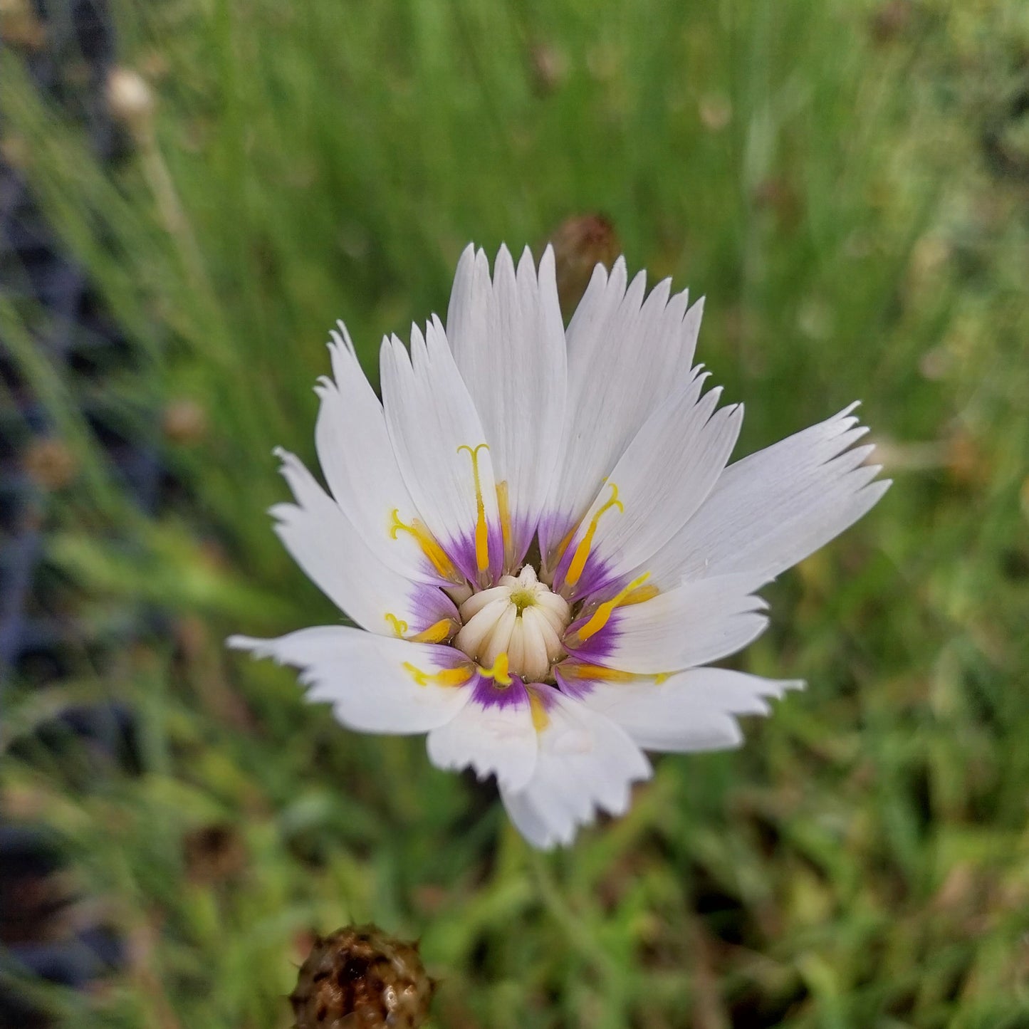 Catananche caerulea 'Alba' Rasselblume