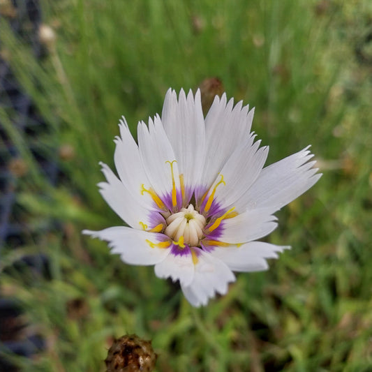 Catananche caerulea 'Alba' Rasselblume