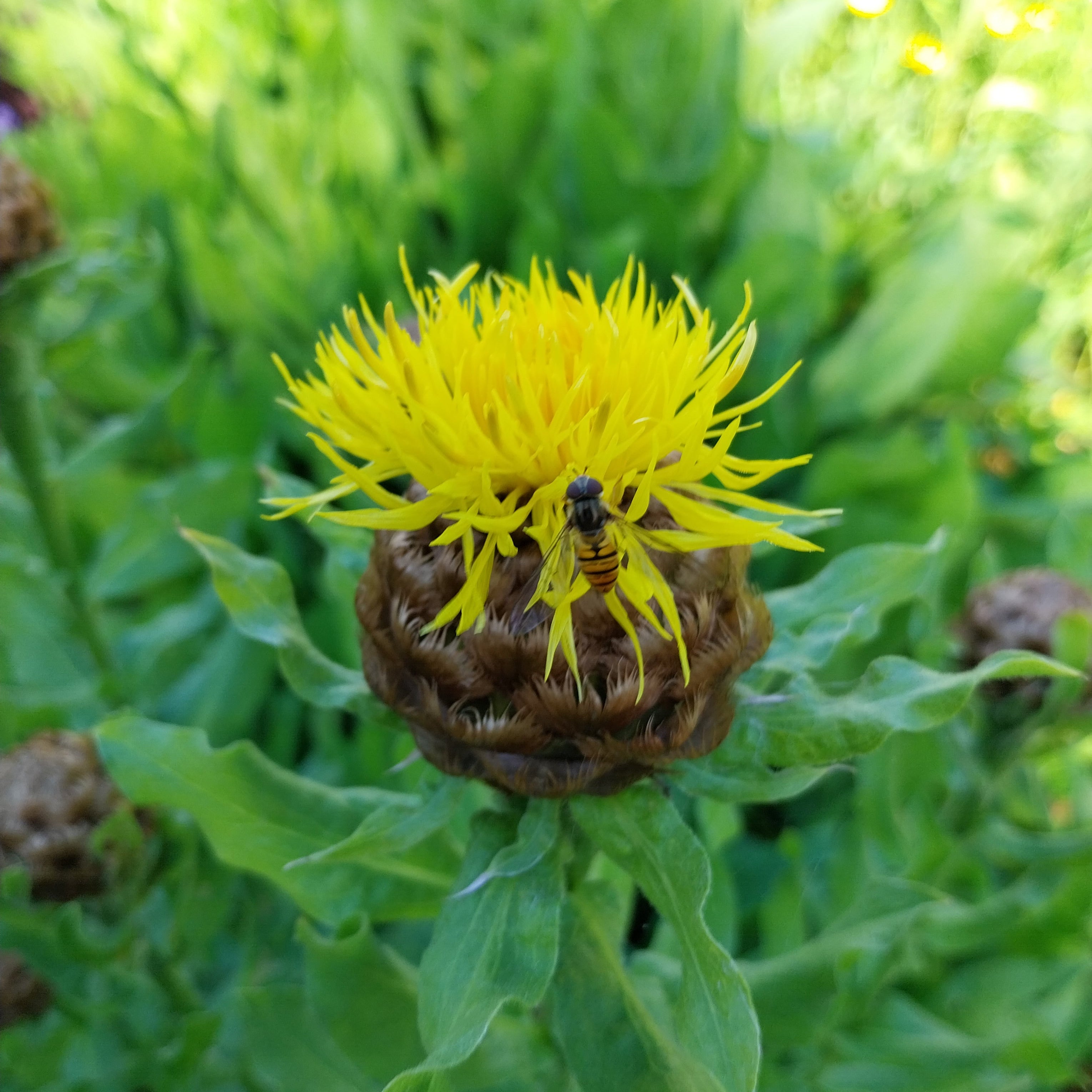 Centaurea macrocephala Riesen-Flockenblume